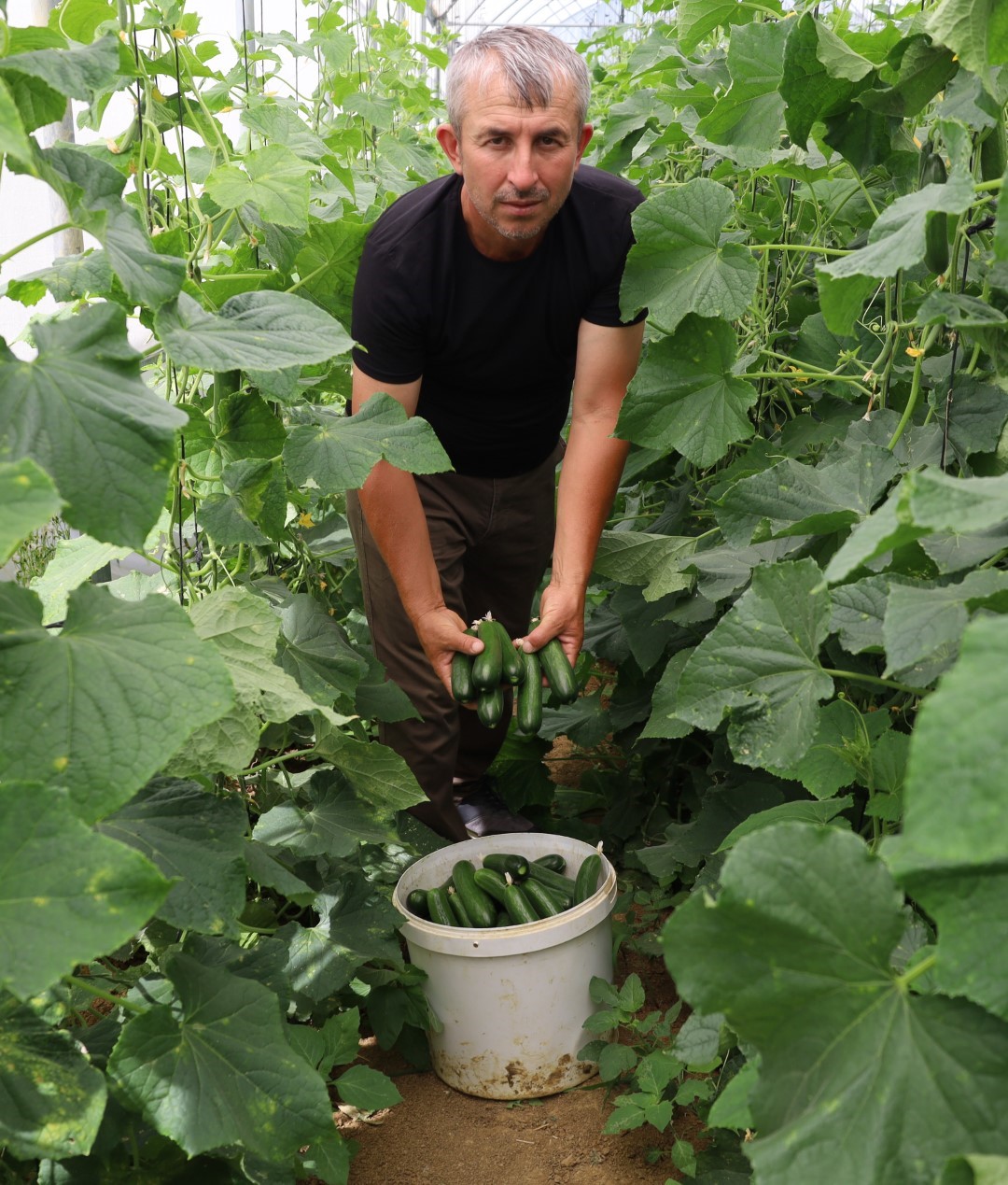 Modern seralarda hasat bereketi
