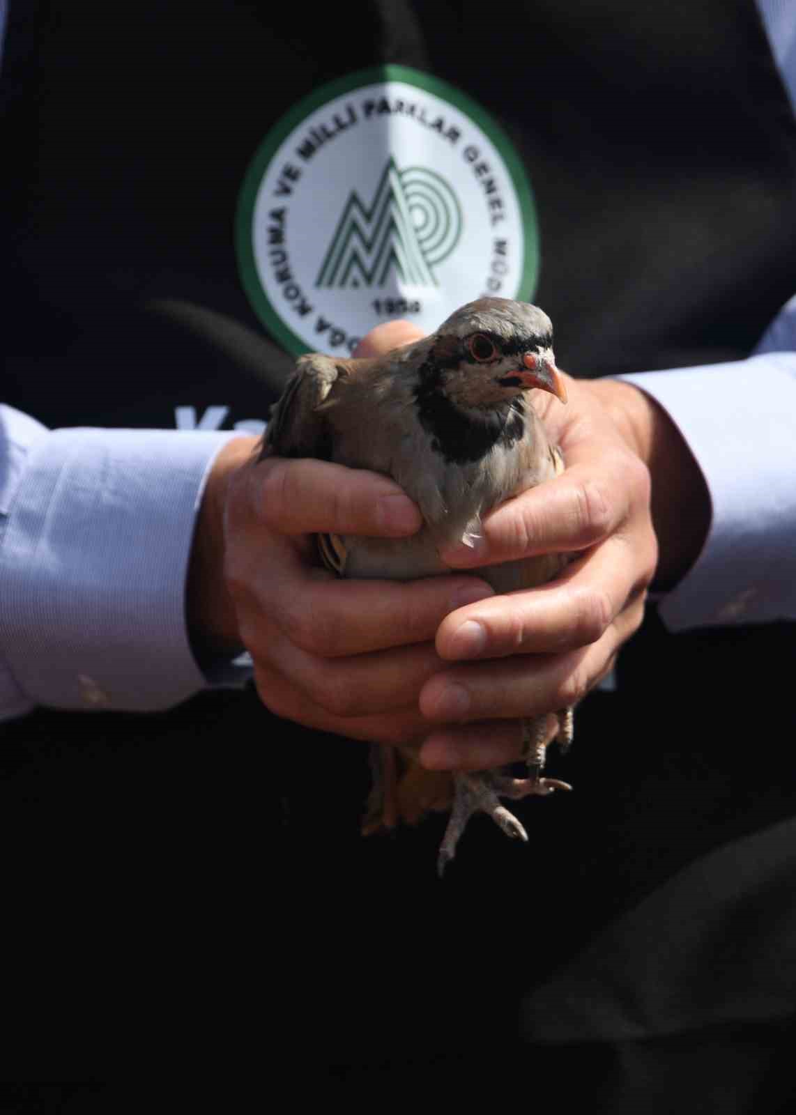 Kastamonu&rsquo;da doğaya 2 bin 100 kınalı keklik salındı
