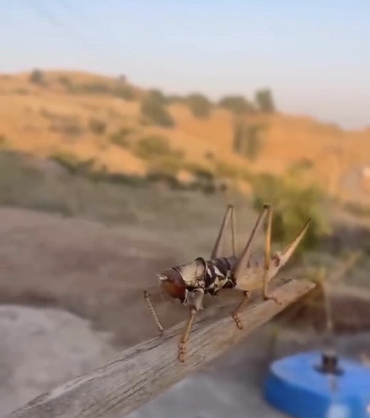 Batman’da dev etçil çekirge görüldü