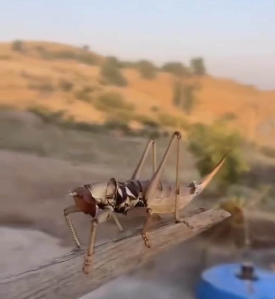 Batman’da dev etçil çekirge görüldü
