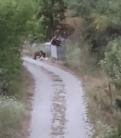 Köye inen ayıları "Gülümseyin çekiyorum" diyerek cep telefonuyla kaydetti
