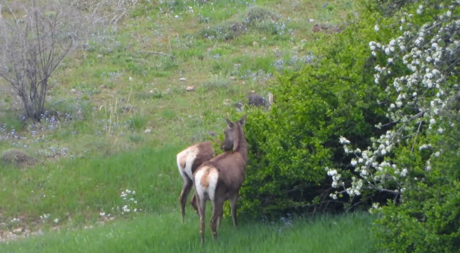 Gümüşhane’de kızıl geyikler doğal ortamlarında görüntülendi