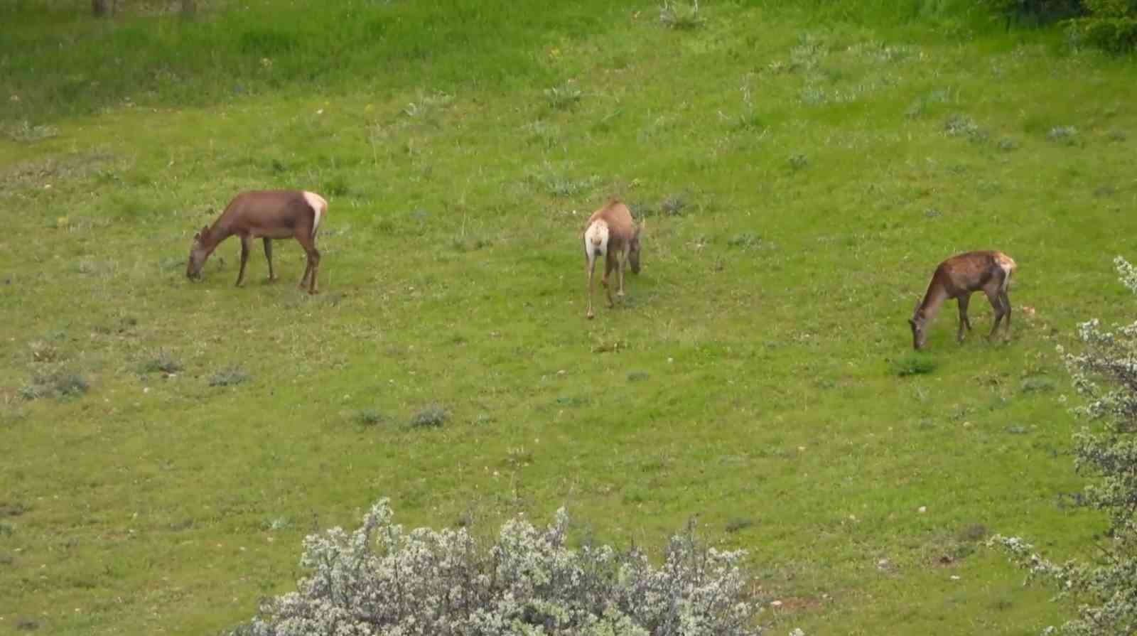 Gümüşhane’de kızıl geyikler doğal ortamlarında görüntülendi
