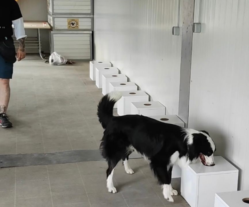 İstilacı böcekler sınır kapılarında tespit edilebilecek