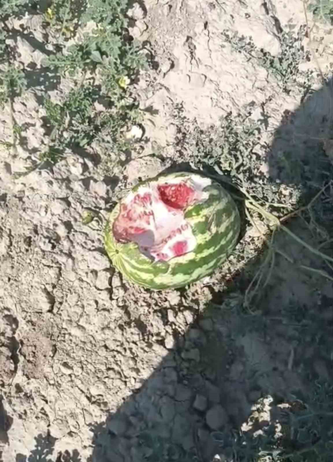 Elazığ’da yaban domuzları karpuz tarlalarına dadandı