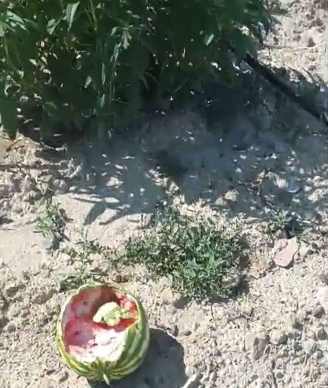 Elazığ&rsquo;da yaban domuzları karpuz tarlalarına dadandı
