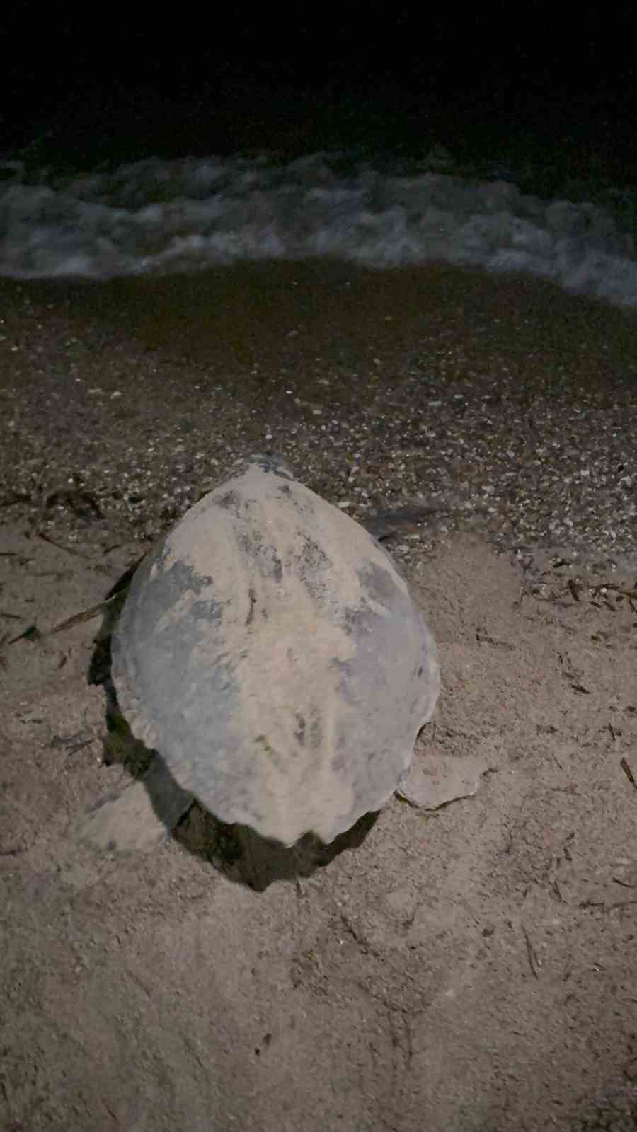 Kuşadası’nda caretta caretta yumurtaları zarar görmemesi için taşındı