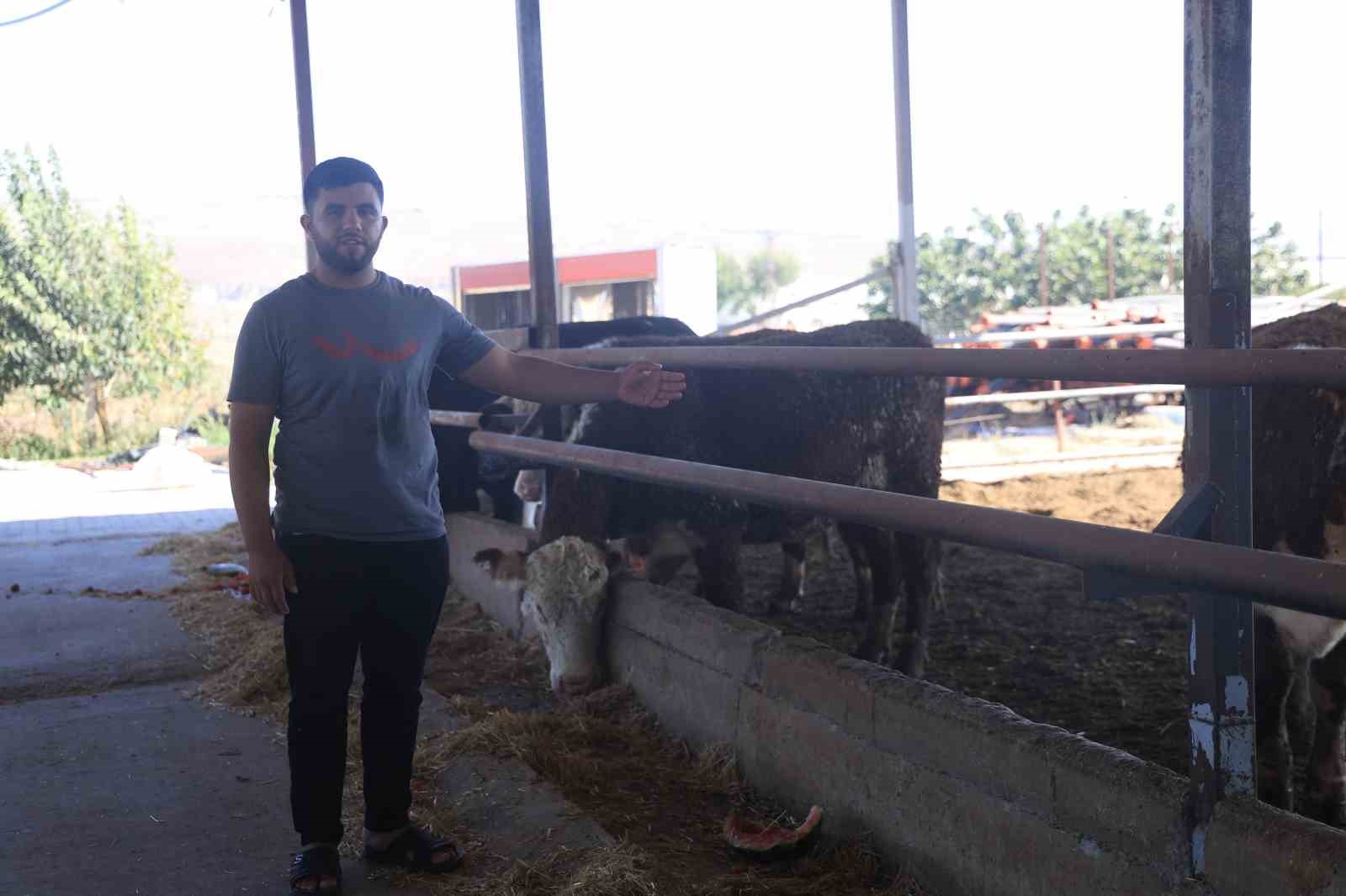 Sevkiyat sırasında firar eden ve 1 aydır haber alınamayan angusların sahibi: "Bu cins hayvanlar aşırı hırçın oluyor, görenler kaçsınlar"