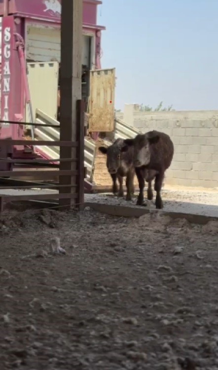 Sevkiyat sırasında firar eden ve 1 aydır haber alınamayan angusların sahibi: "Bu cins hayvanlar aşırı hırçın oluyor, görenler kaçsınlar"