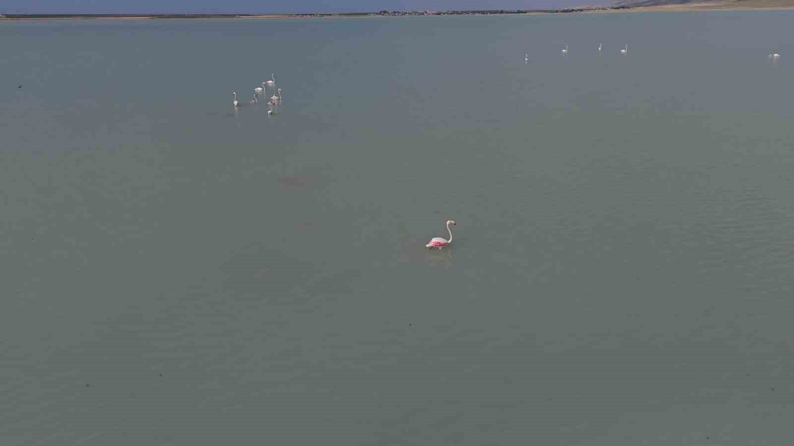 Arin G&ouml;l&uuml; misafirlerini ağırlıyor
