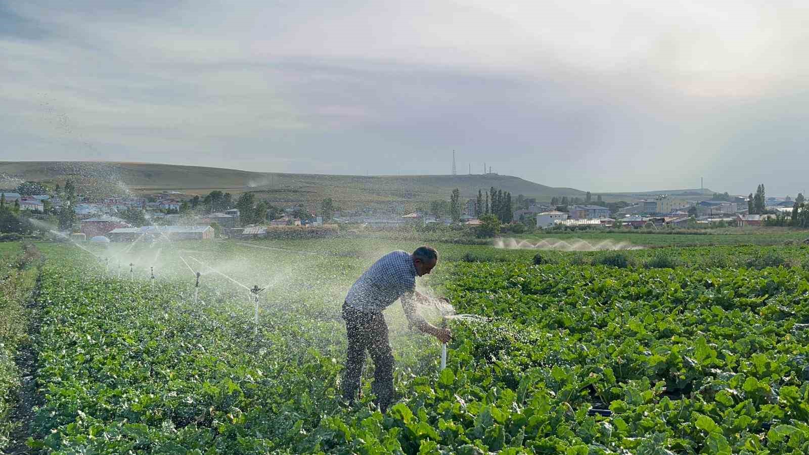Karslı çiftçi baba çocuklarını okutmak için pancar ekiyor