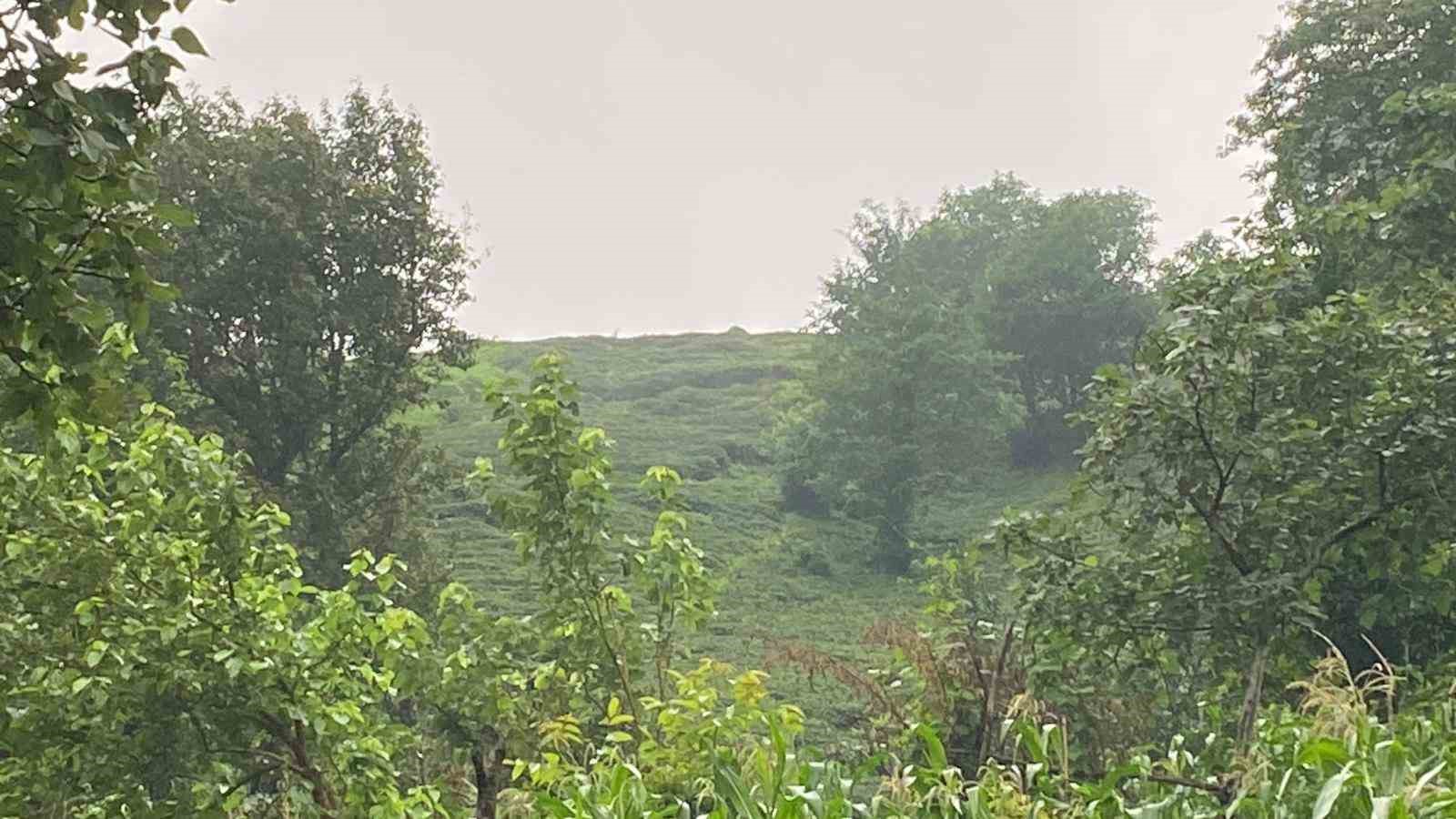 Artvin’de ayı saldırısı: Köylülerin müdahalesiyle inek kurtarıldı