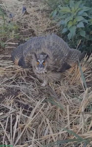 Siverek’te nesli tükenme tehlikesi altındaki kulaklı baykuş görüldü