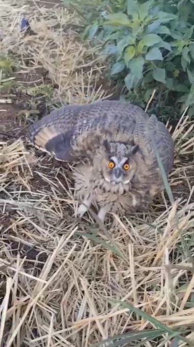 Siverek&rsquo;te nesli t&uuml;kenme tehlikesi altındaki kulaklı baykuş g&ouml;r&uuml;ld&uuml;
