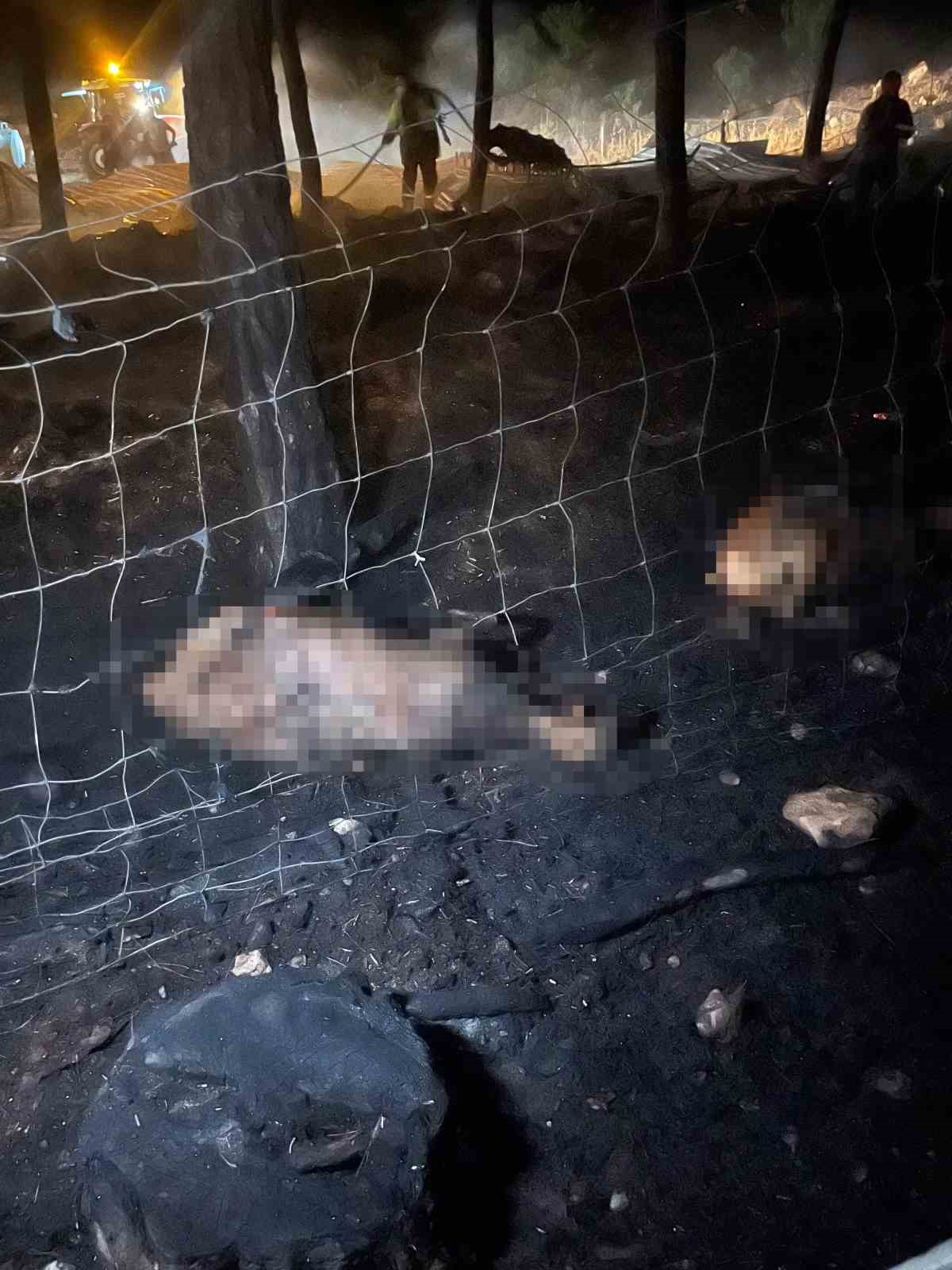 Bilecik&rsquo;te d&uuml;n gece başlayan yangında 95 hayvan telef oldu
