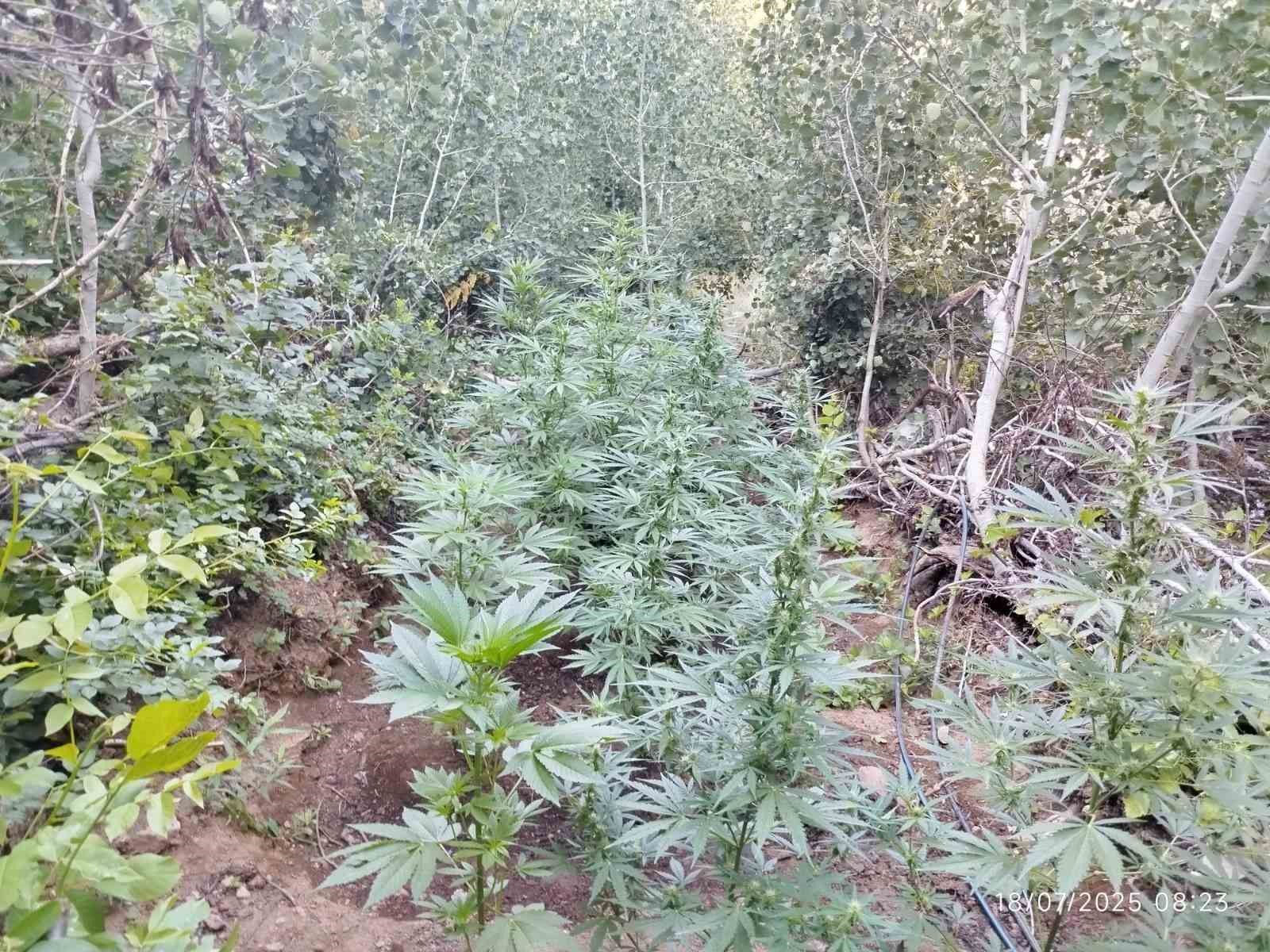 Bingöl’de uyuşturucu operasyonu: 1 şüpheli yakalandı