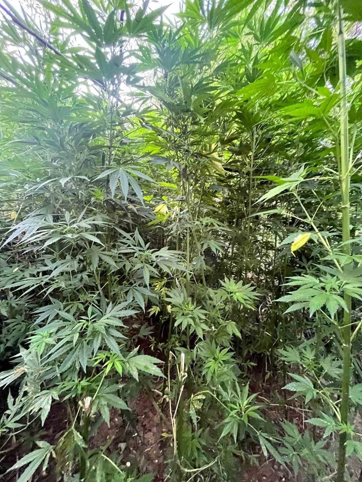 Bingöl’de uyuşturucu operasyonu: 1 şüpheli yakalandı