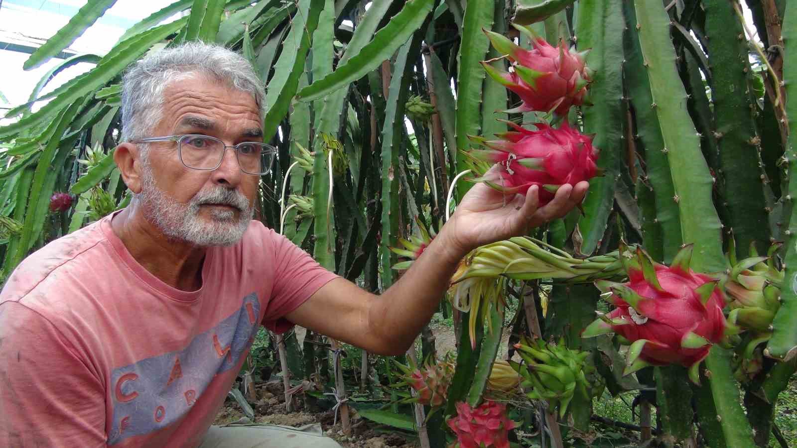 Mersin’de pitaya bahçelerinde hasat başladı