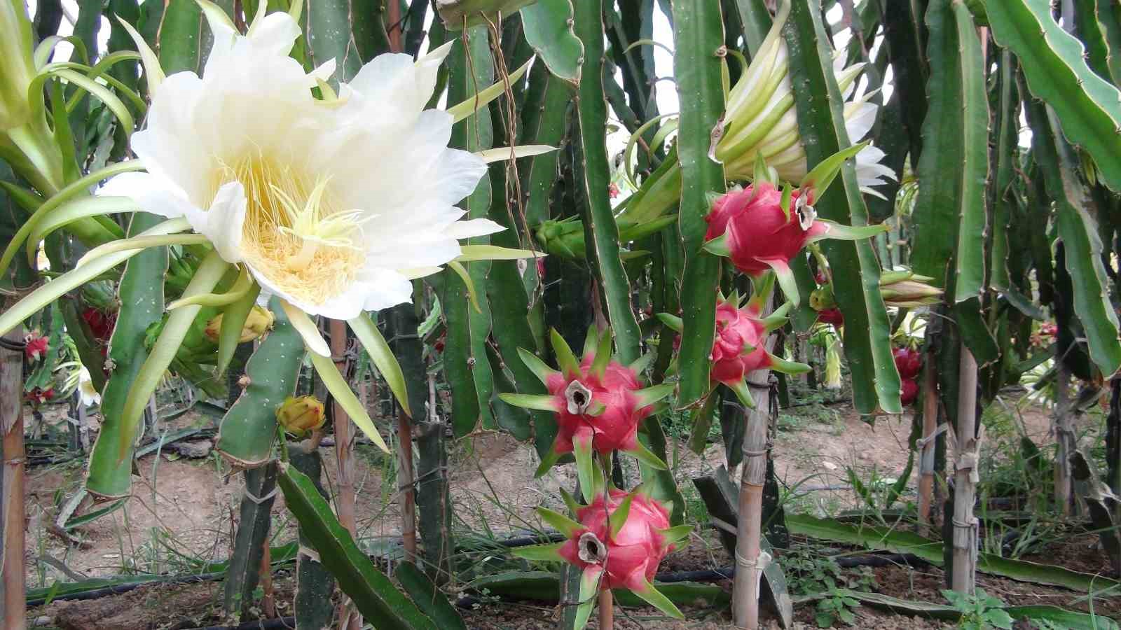 Mersin’de pitaya bahçelerinde hasat başladı