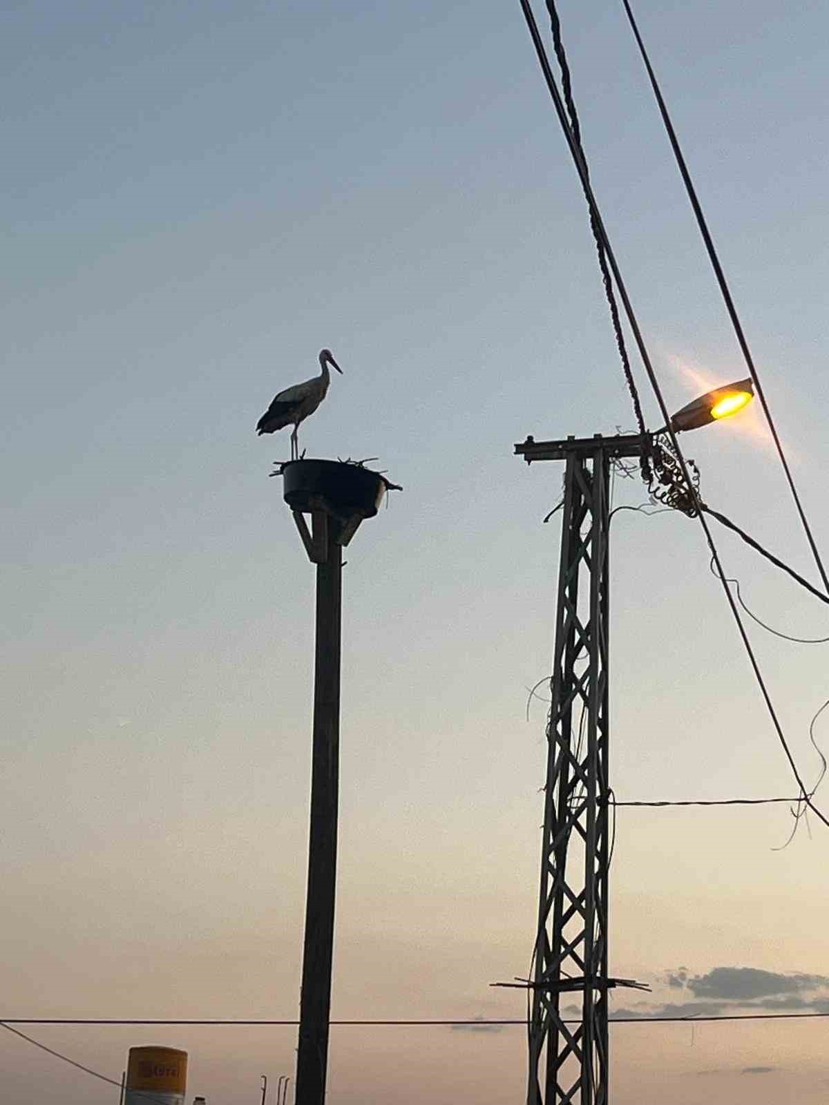 Yıkılan 20 yıllık yuva yenilendi, ilk misafiri adım attı
