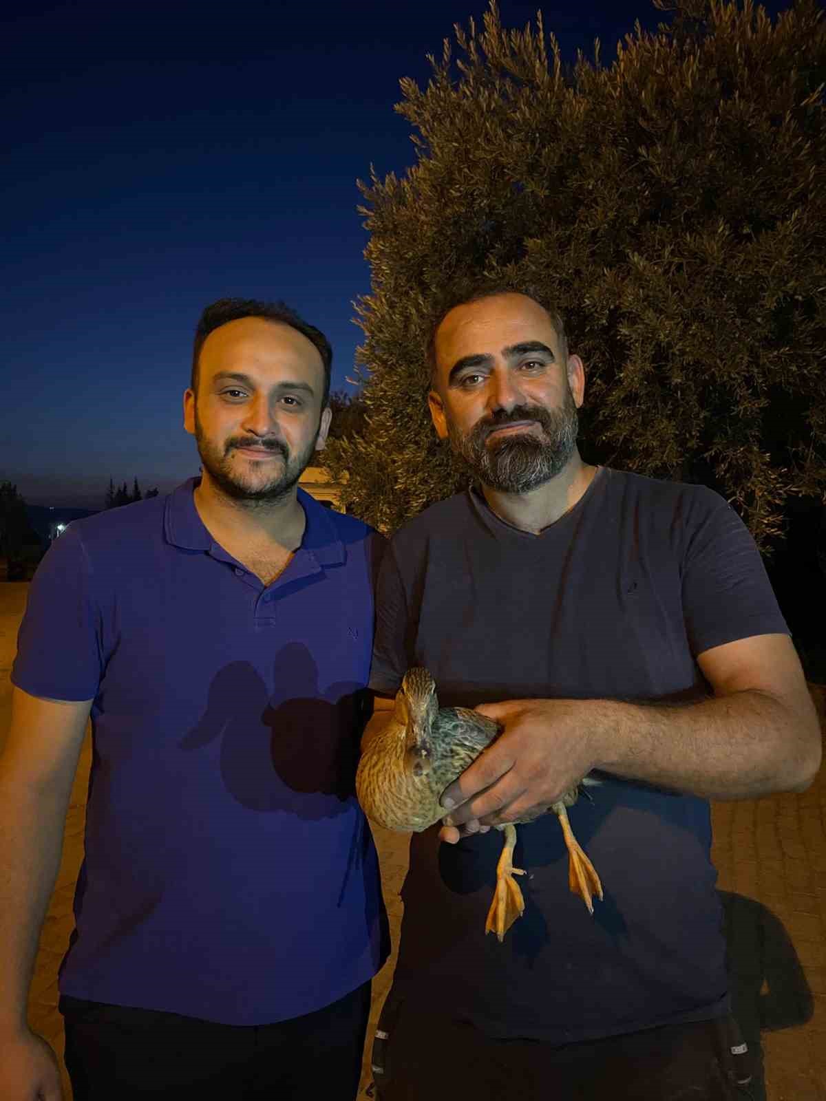 Yaralı halde bulduğu yaban ördeğini tedavi ettirdi