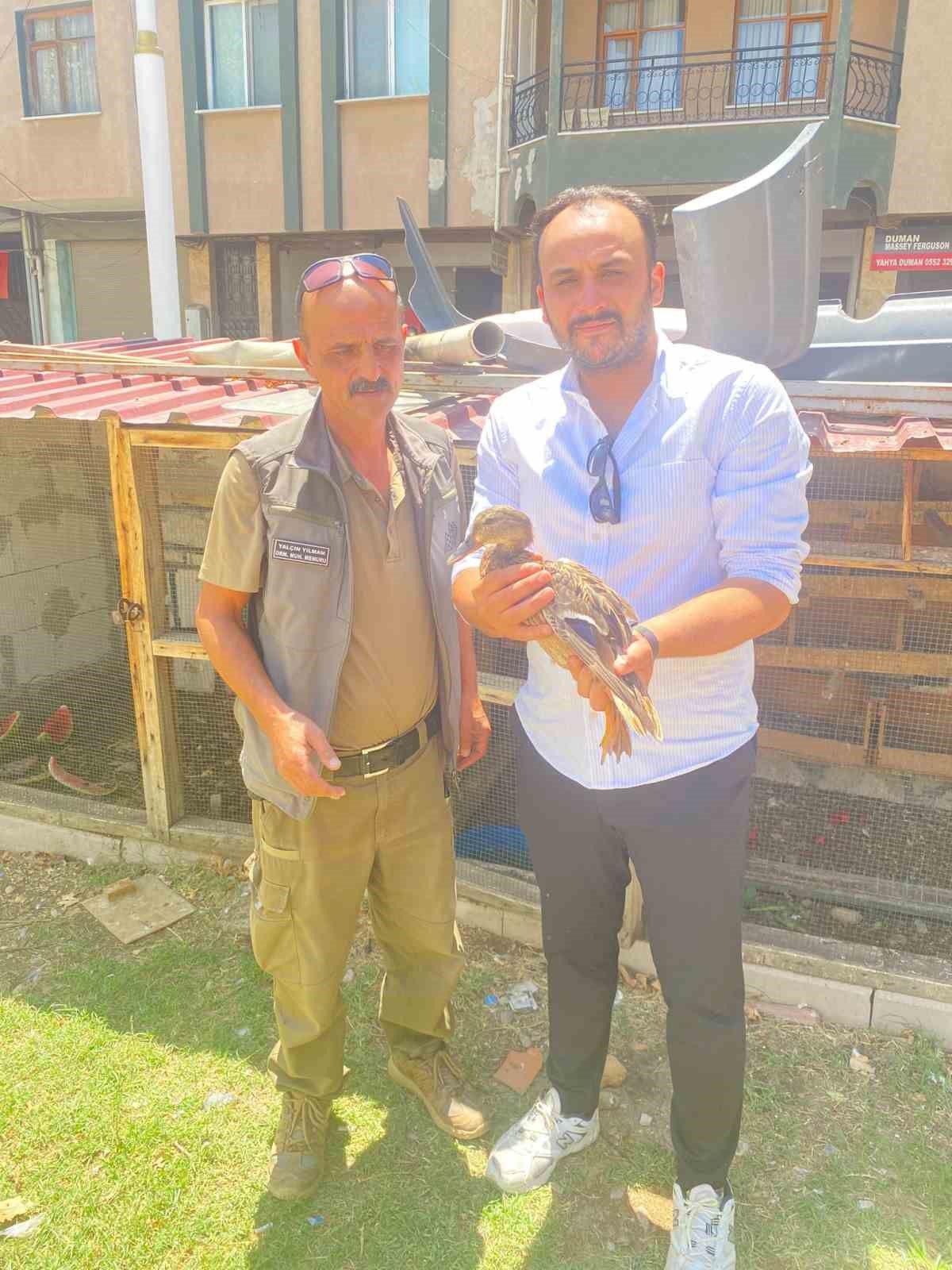 Yaralı halde bulduğu yaban ördeğini tedavi ettirdi