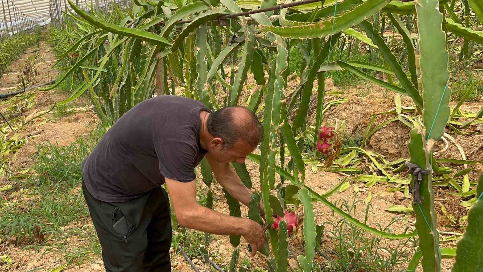 Alanya’da ejder meyvesi hasadı başladı, kilosu 200 TL’yi buluyor