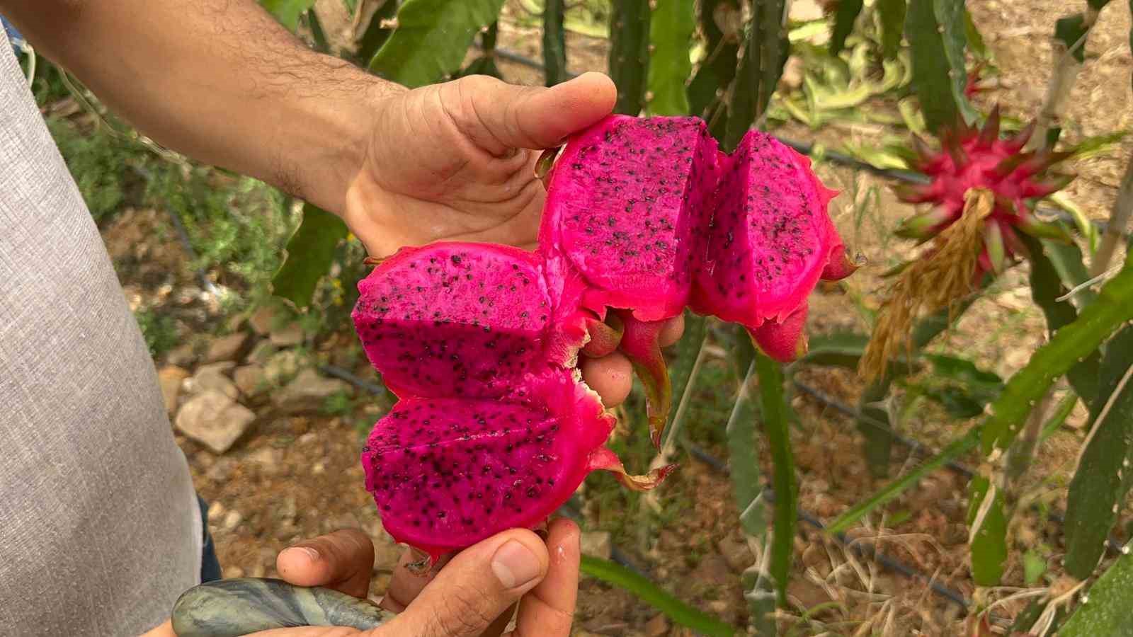 Alanya’da ejder meyvesi hasadı başladı, kilosu 200 TL’yi buluyor