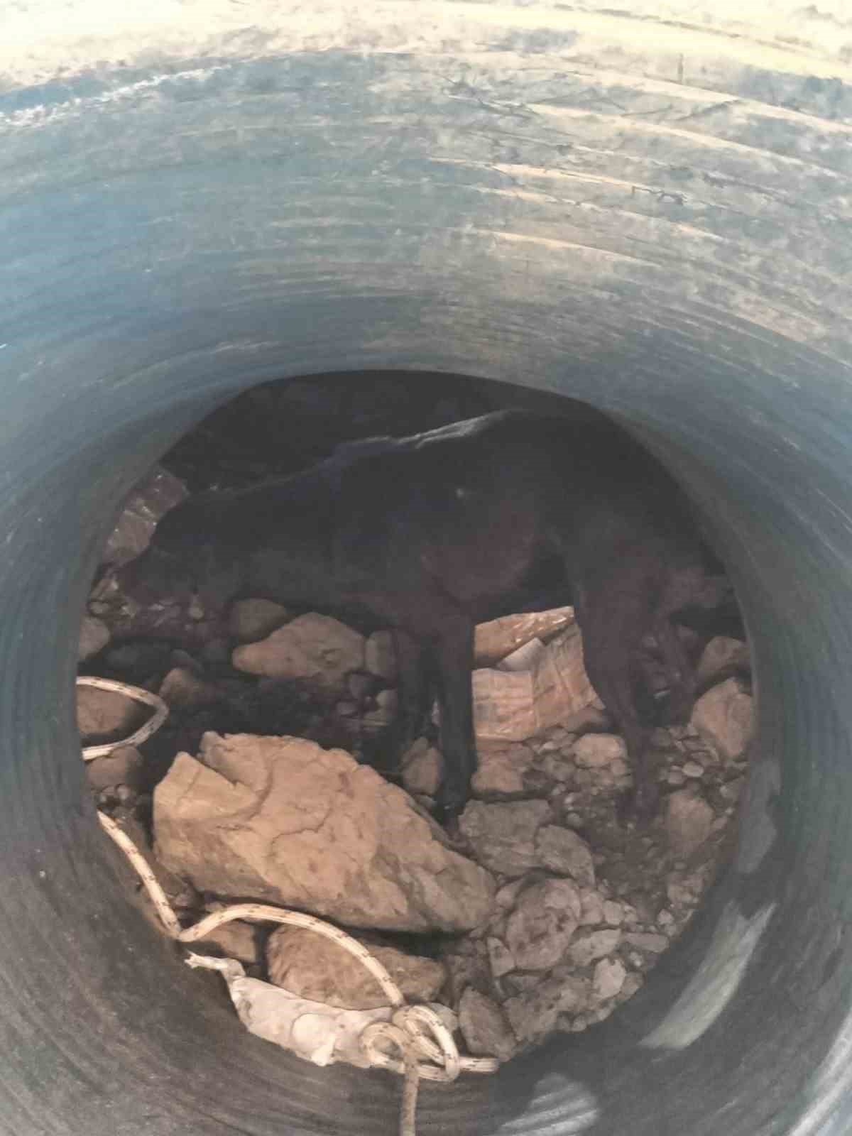 8 metre derinliğindeki r&ouml;gara d&uuml;şen k&ouml;pekler kurtarıldı
