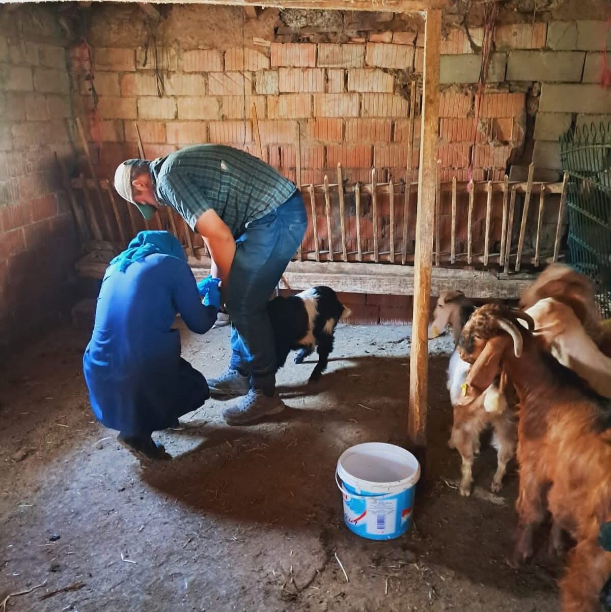 Edirne’de küçükbaş hayvanlara brusella aşısı uygulandı