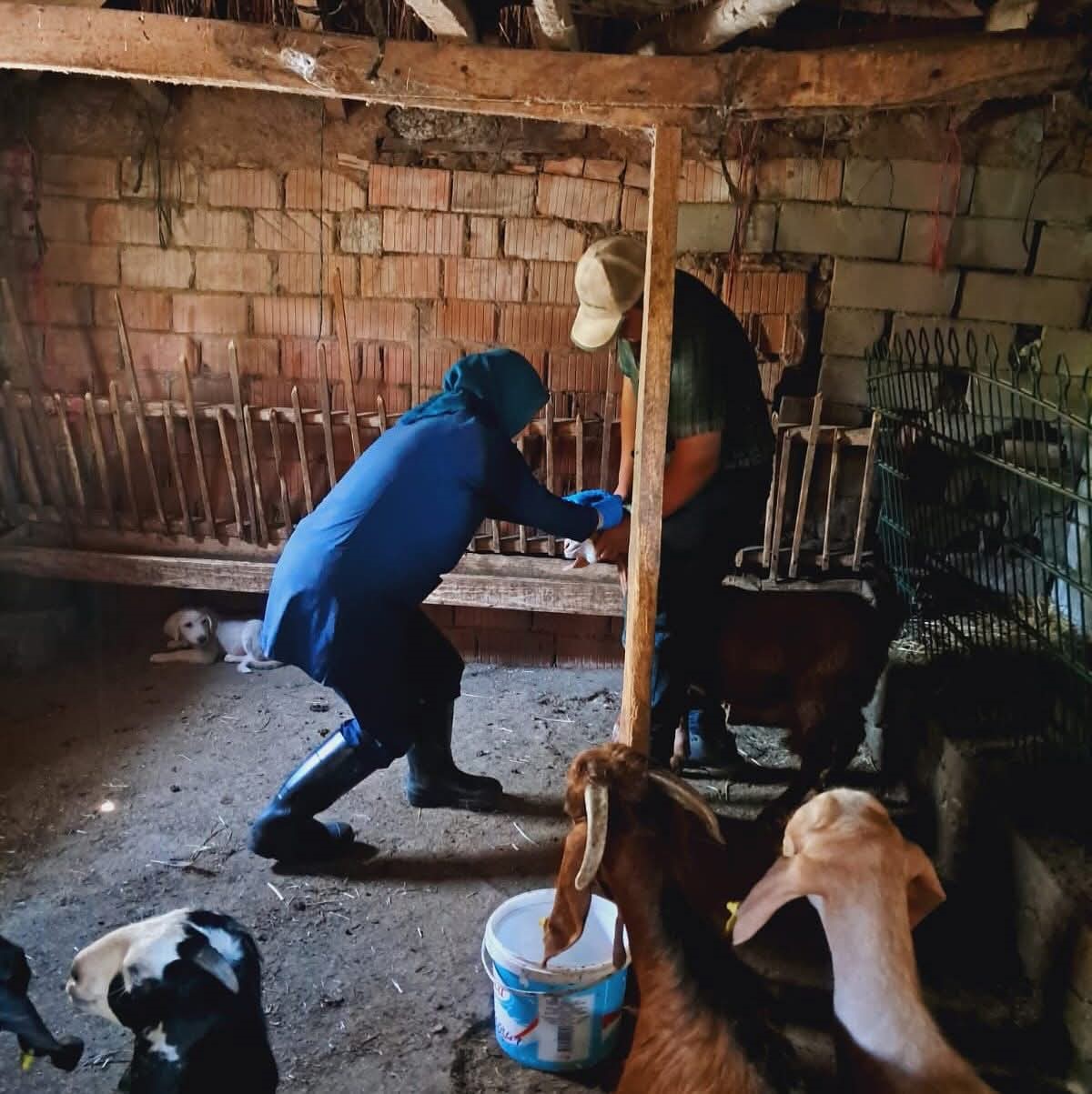 Edirne’de küçükbaş hayvanlara brusella aşısı uygulandı