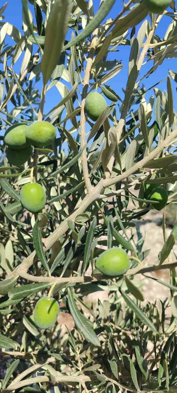 Didim’de üreticilere zeytin sineği uyarısı