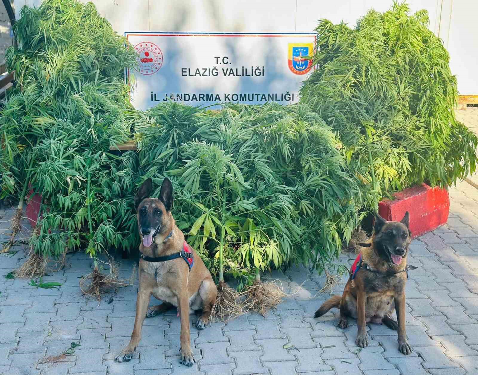 Elazığ’da jandarma, uyuşturucu satıcılarına göz açtırmıyor