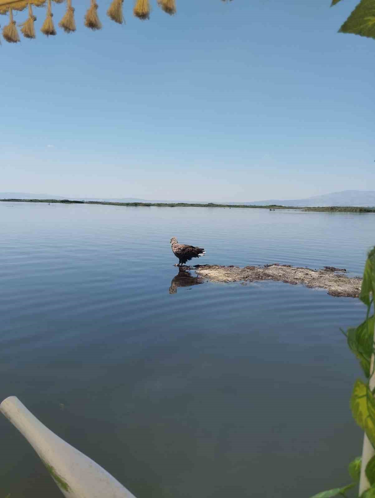 Nesli tehlike altındaki Ak Kuyruklu Kartal, Denizli’de görüldü