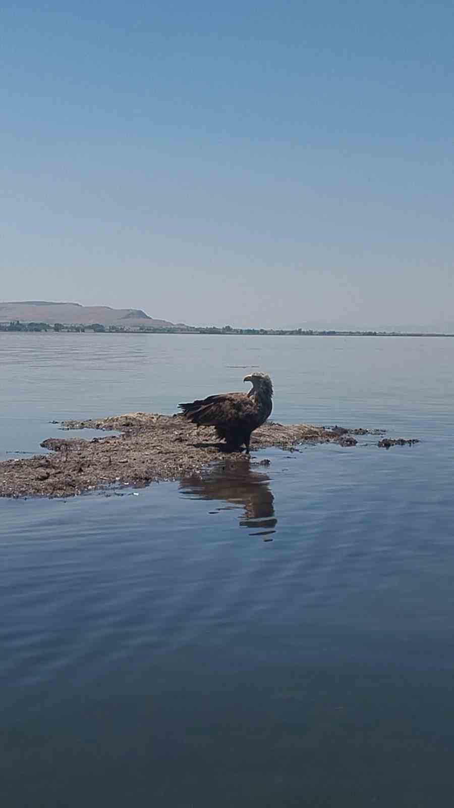 Nesli tehlike altındaki Ak Kuyruklu Kartal, Denizli’de görüldü