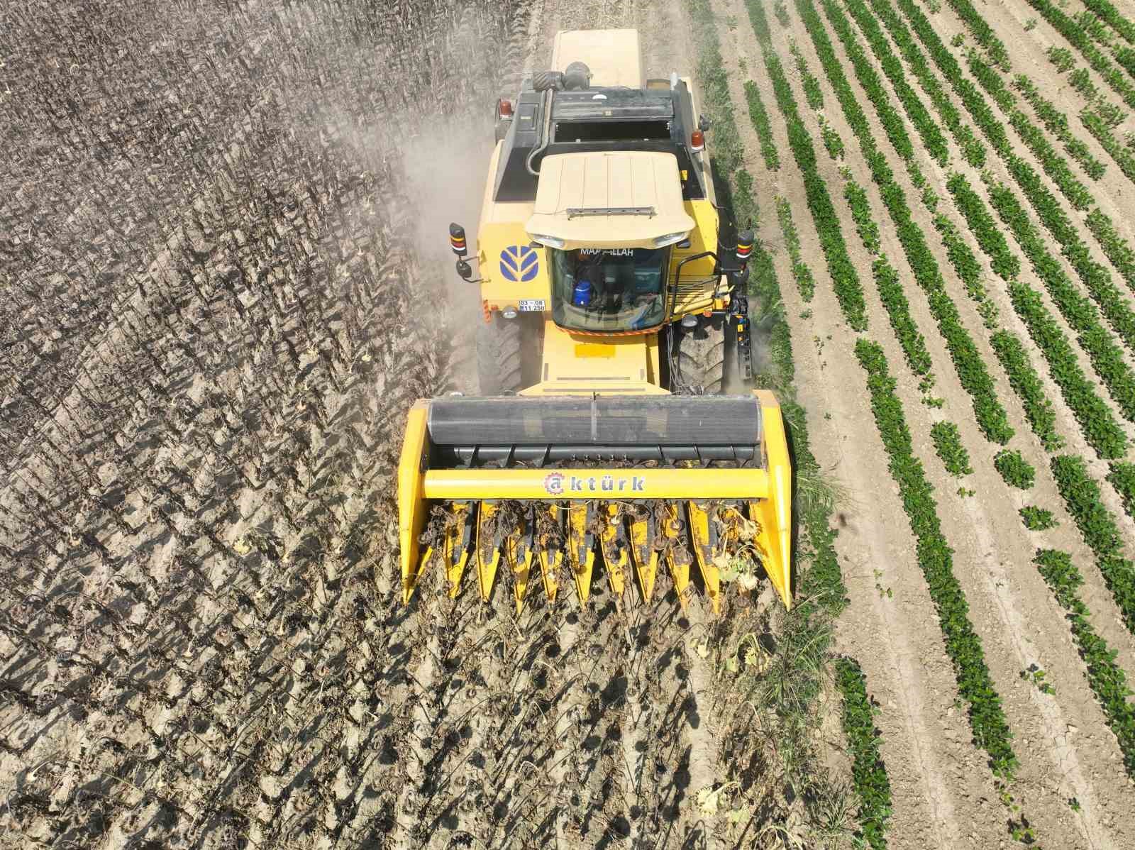 Osmaniye’de Ayçiçek hasadı başladı