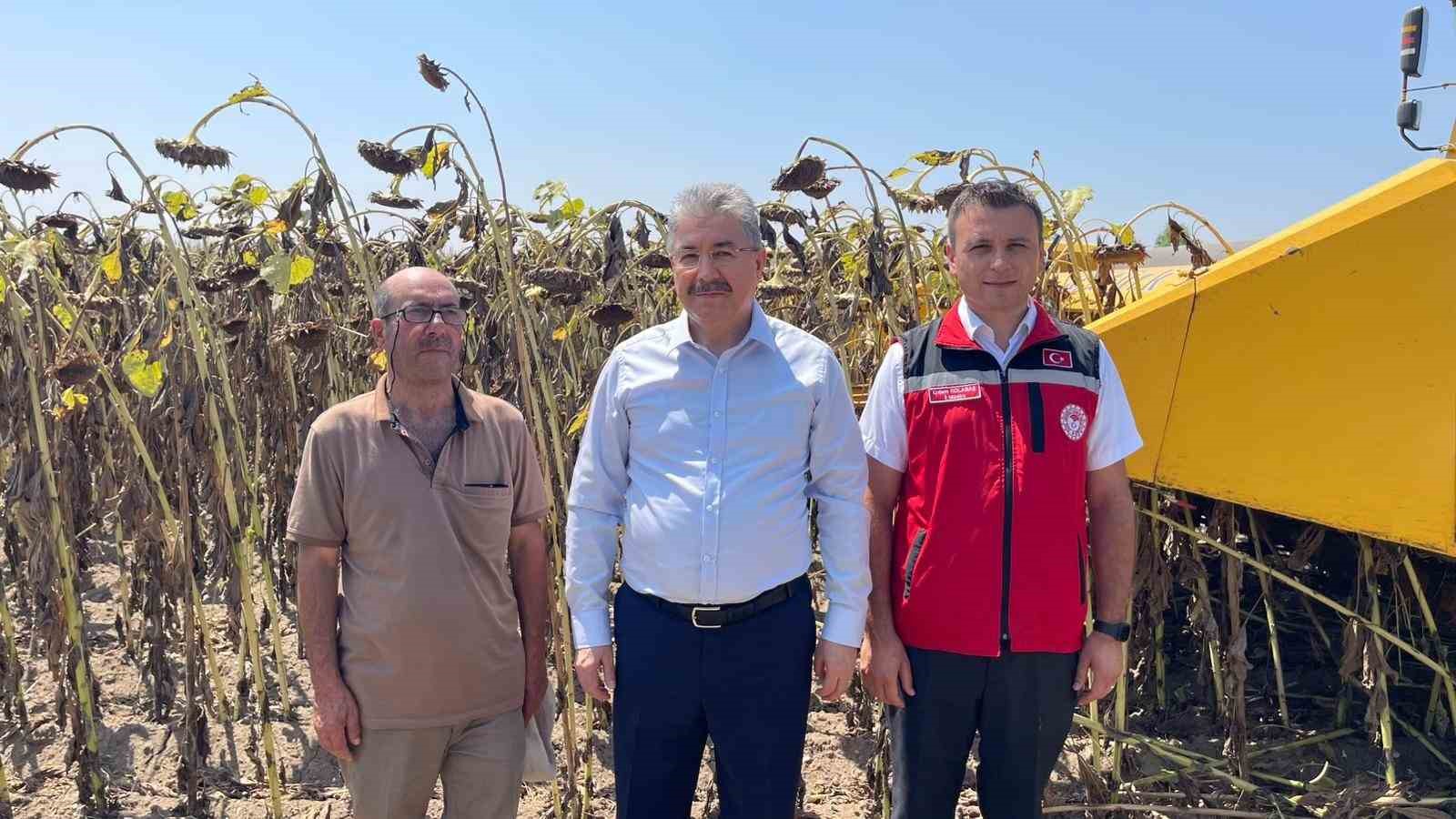 Osmaniye’de Ayçiçek hasadı başladı