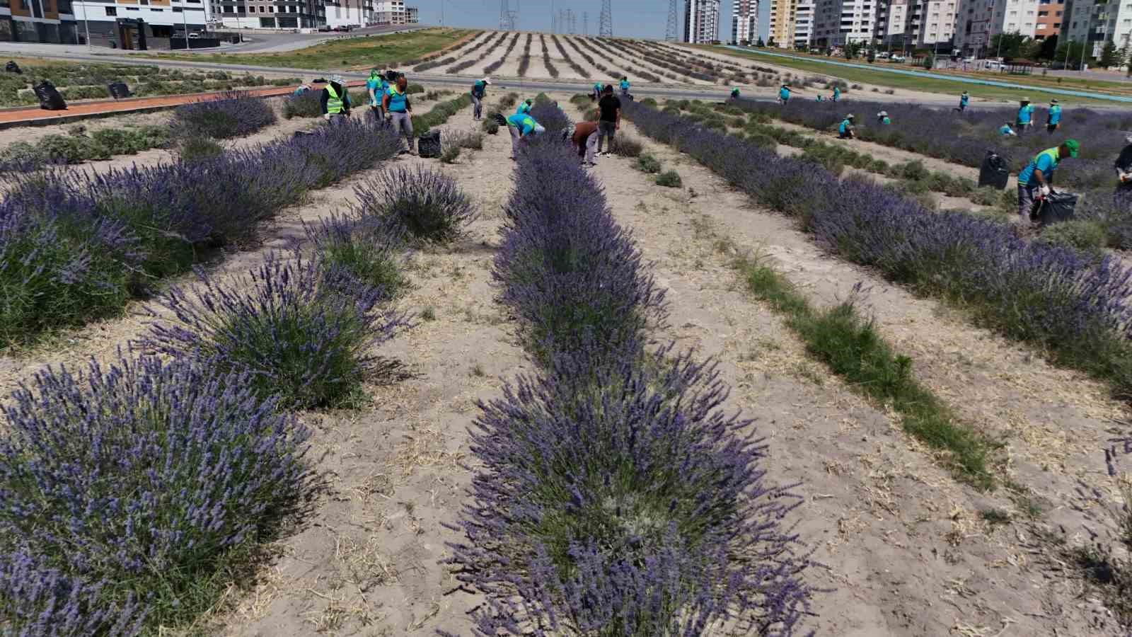 Çiftçilere örnek olması için ekilen lavantanın 4. hasadı yapıldı