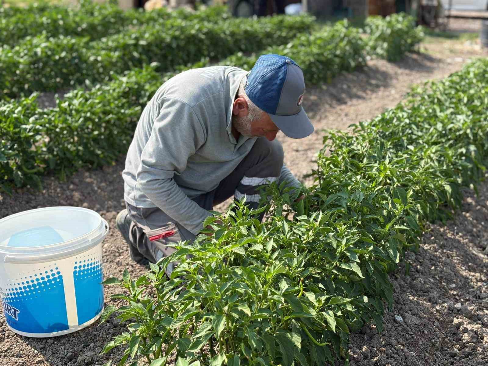 Eko-Çiftlik’te üretilen organik sebzeler ihtiyaç sahiplerine ulaştırılıyor