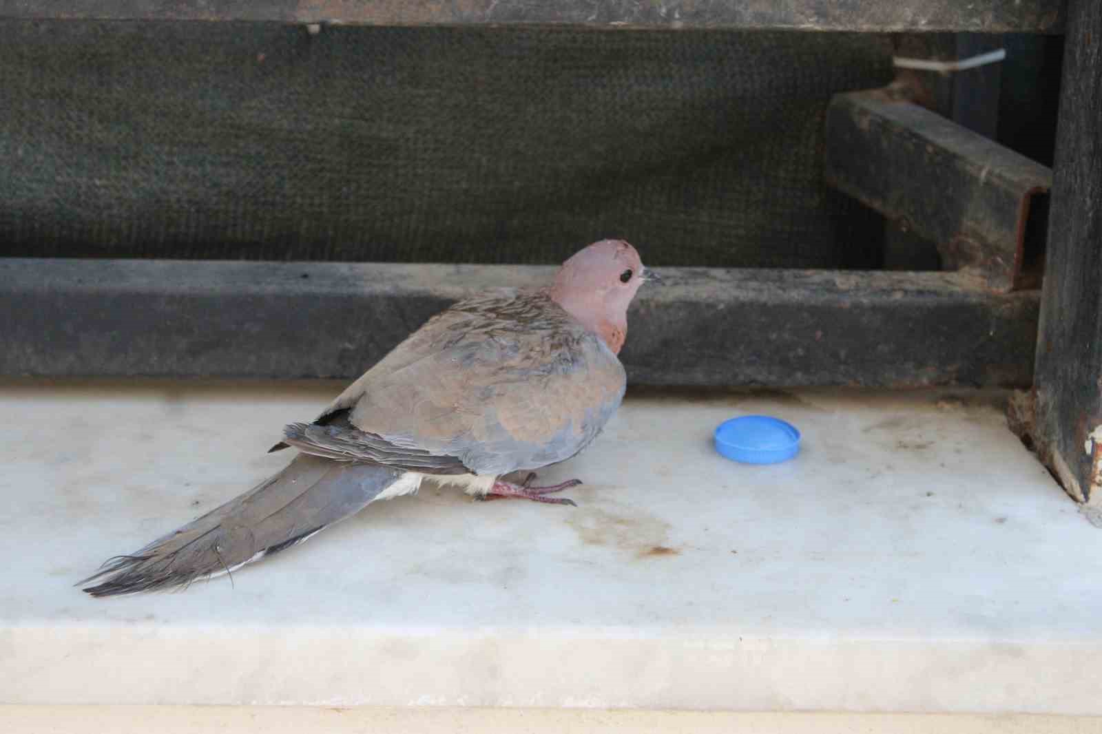 Aydın’da balkonda sıkışan kumruyu vatandaşın dikkati kurtardı