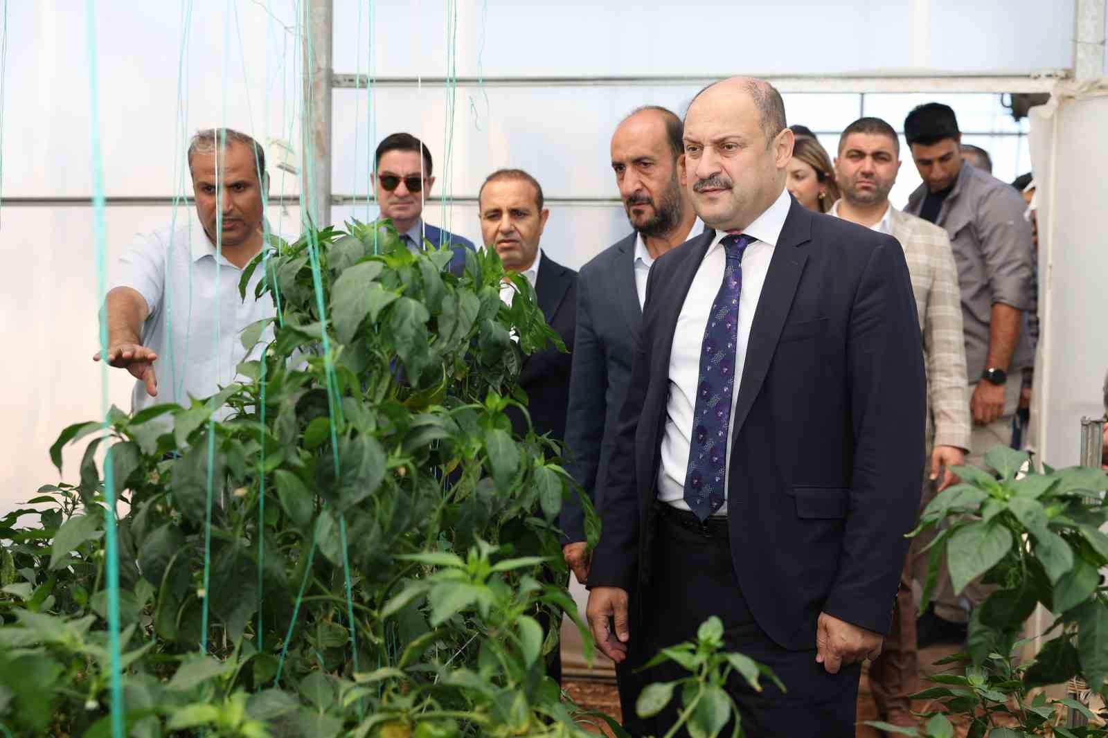 Şanlıurfa Büyükşehir Belediyesi Ata Tohumuna sahip çıkıyor