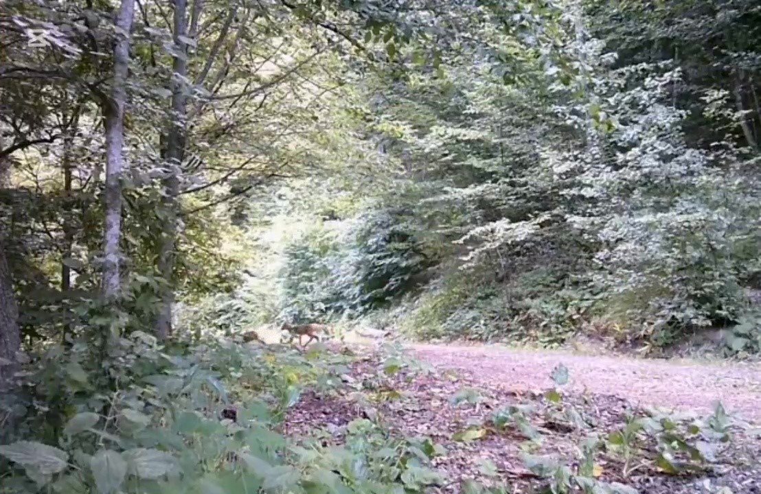 Anne ve yavru karacalar orman turunda fotokapana yansıdı