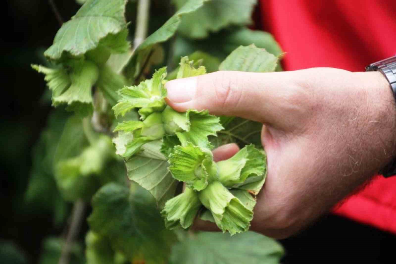 Zirai don, fındık üretiminde Samsun’u Türkiye 1’incisi yapacak