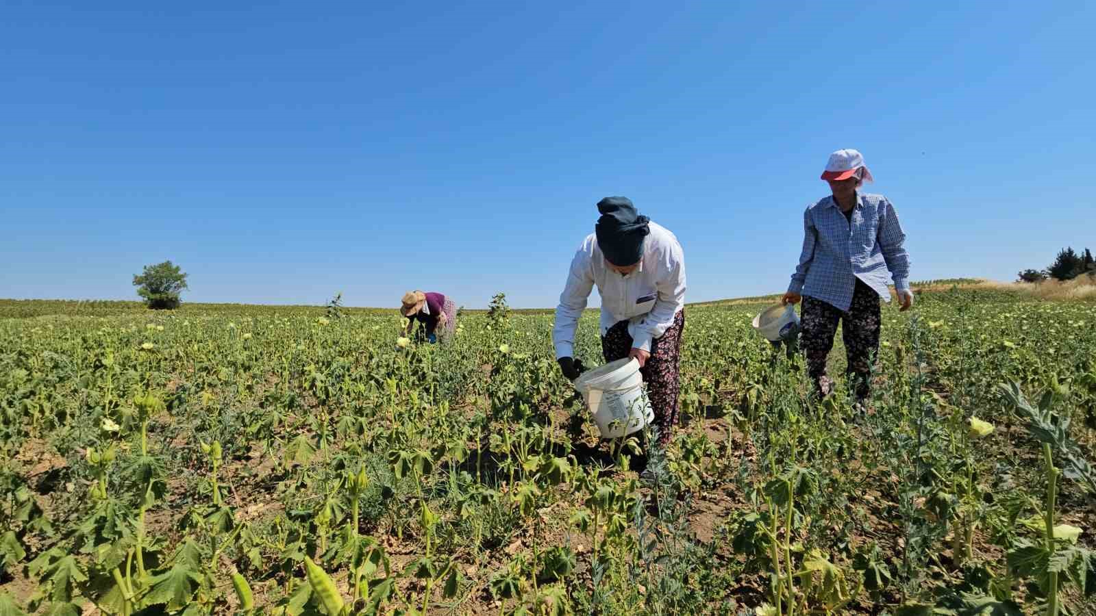 Keşan’ın altın değeri: Siğilli bamyası tarladan sofraya alın teriyle geliyor
