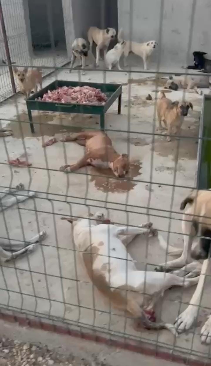 Hayvan barnanda tepki eken grnt
