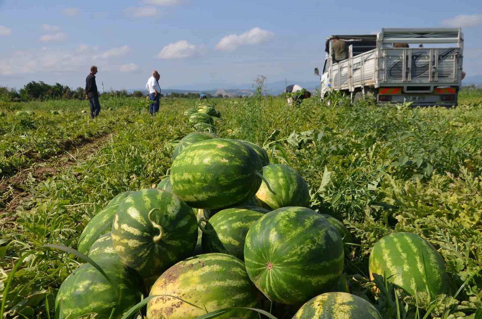 Bafra Ovası’nda karpuz hasadı başladı