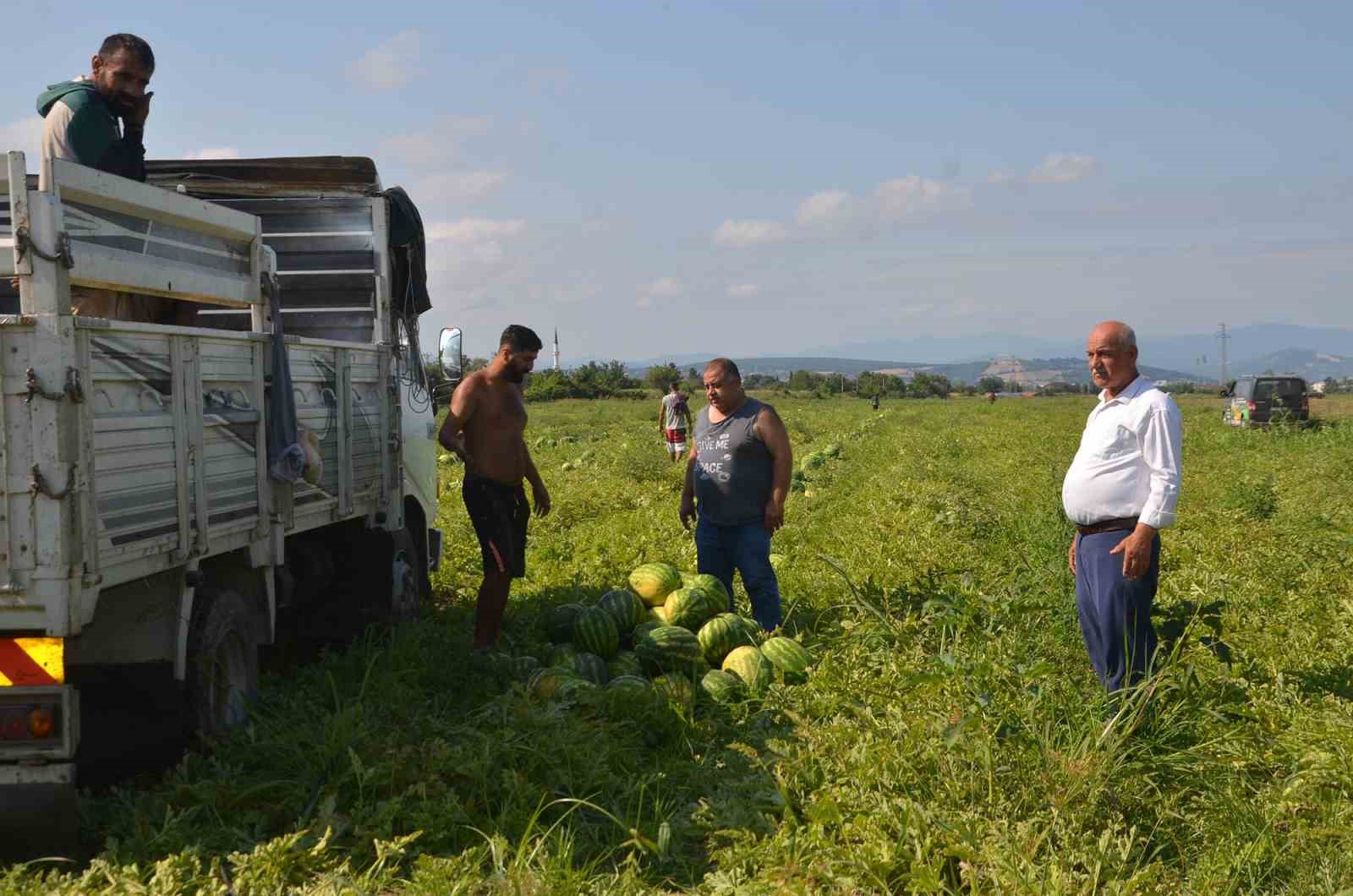 Bafra Ovası’nda karpuz hasadı başladı
