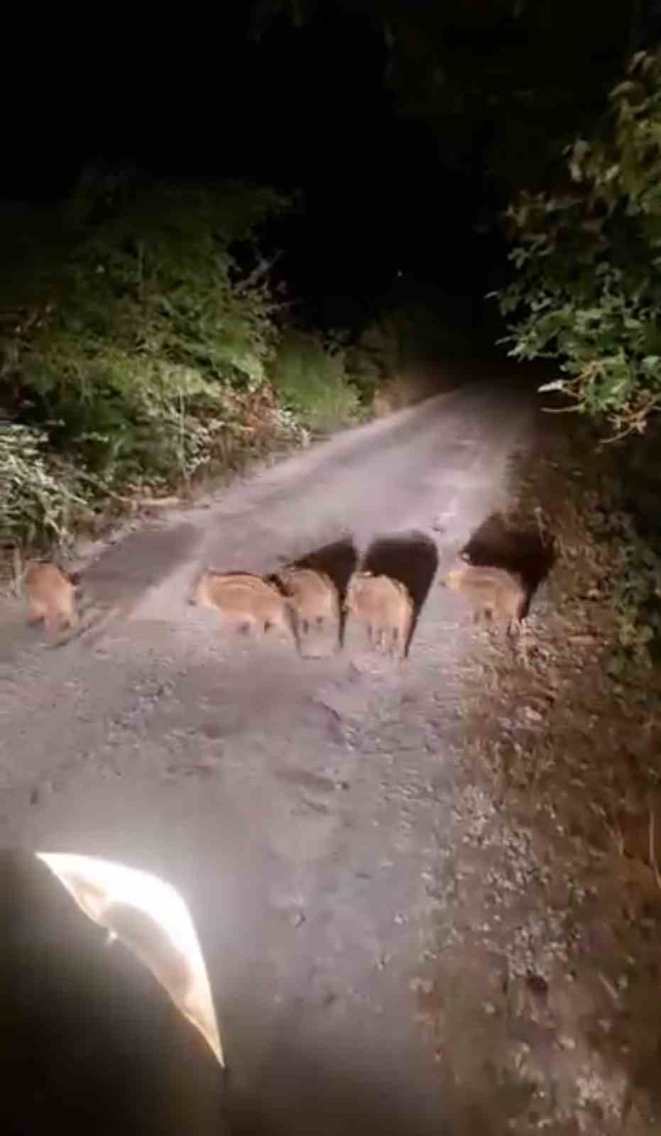 Sinop’ta domuzlar evlerin önüne kadar geldi