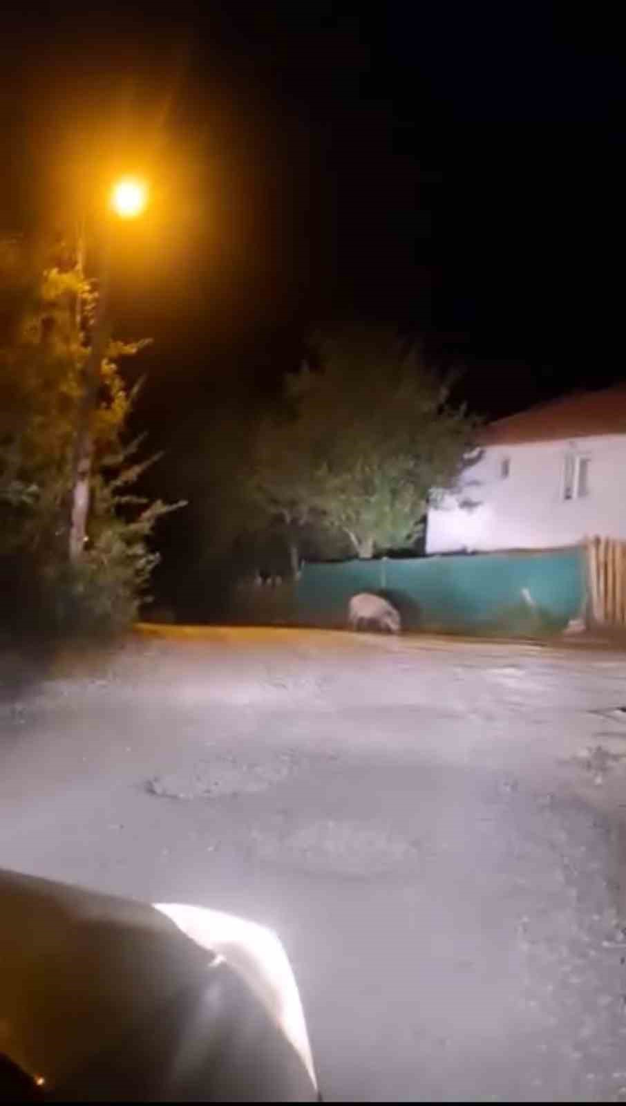 Sinop&rsquo;ta domuzlar evlerin &ouml;n&uuml;ne kadar geldi
