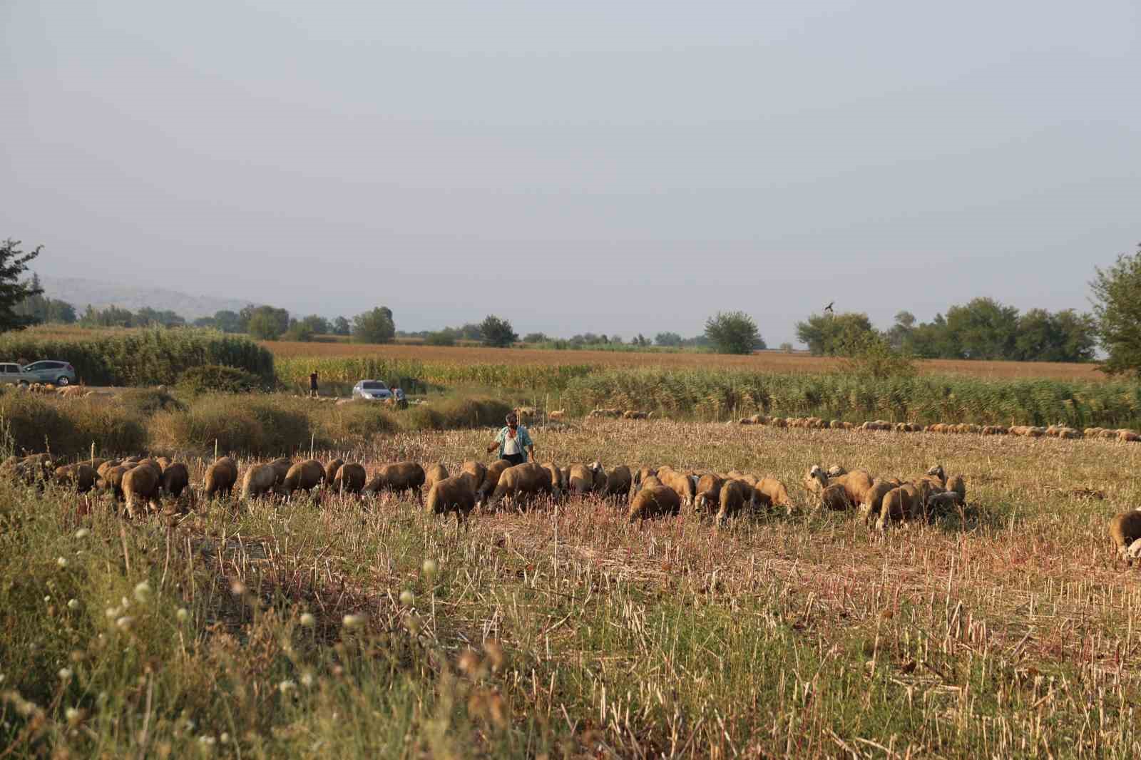 50 derece sıcakta hayvan otlatıyorlar
